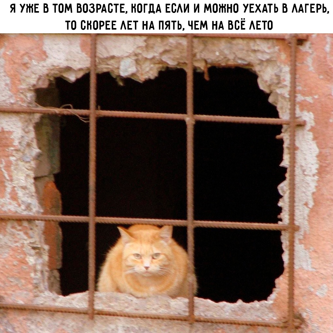 Смешная картинка 1747130580