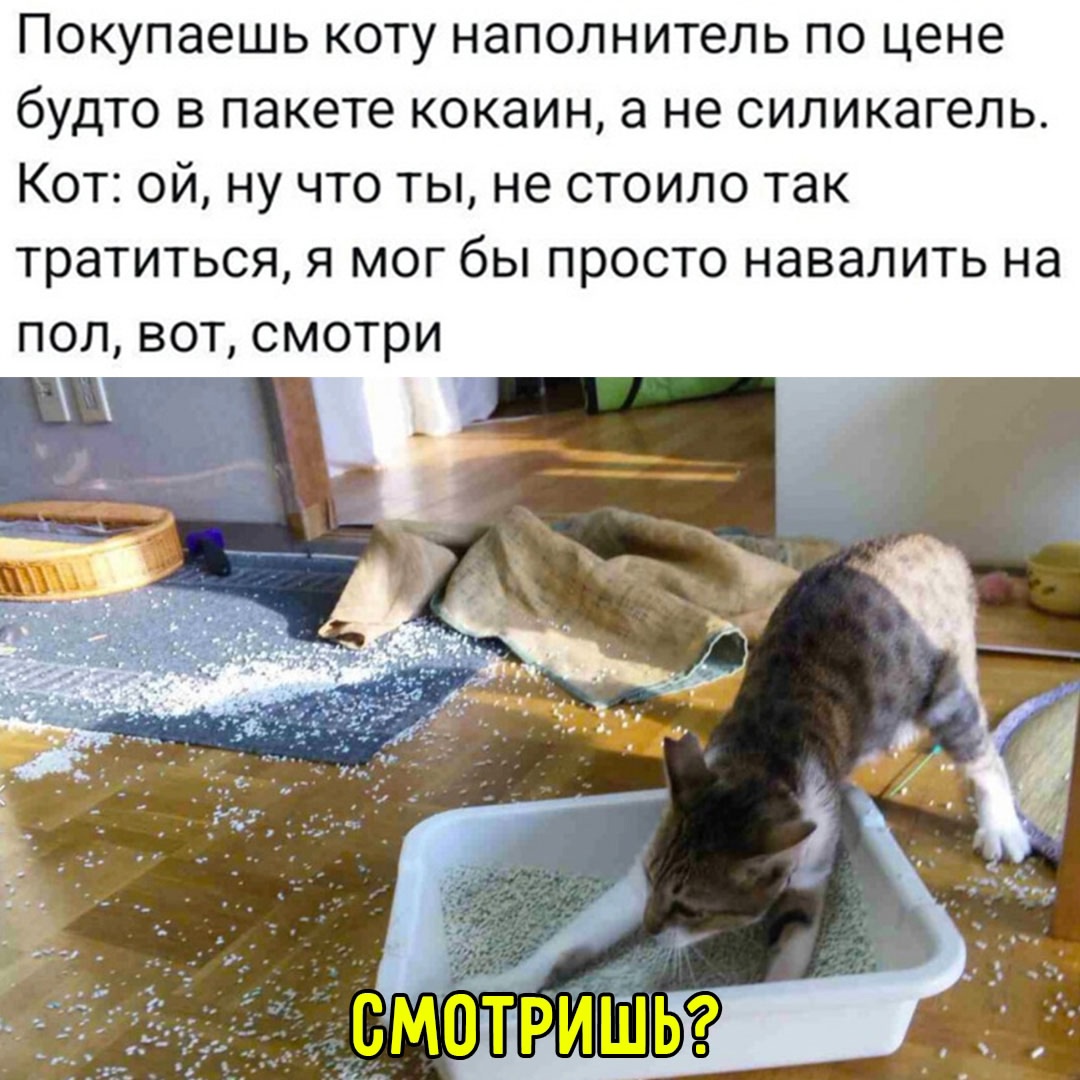 Смешная картинка 1747159380