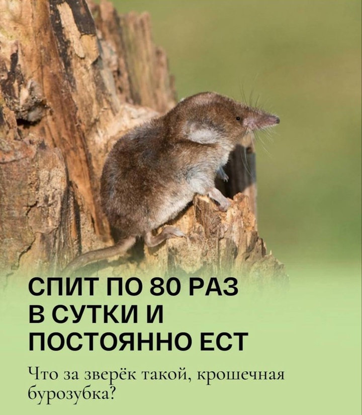 Смешная картинка 1747228231