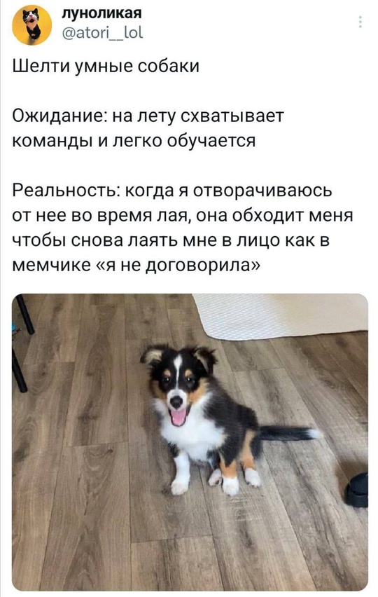 Смешная картинка 1747253024