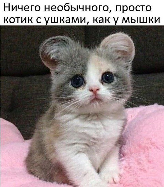 Смешная картинка 1749981601