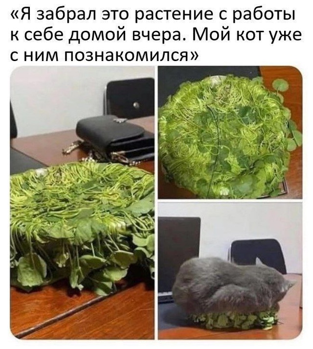 Смешная картинка 1749991874