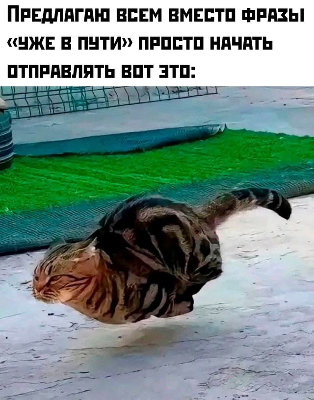 Смешная картинка 1750274210