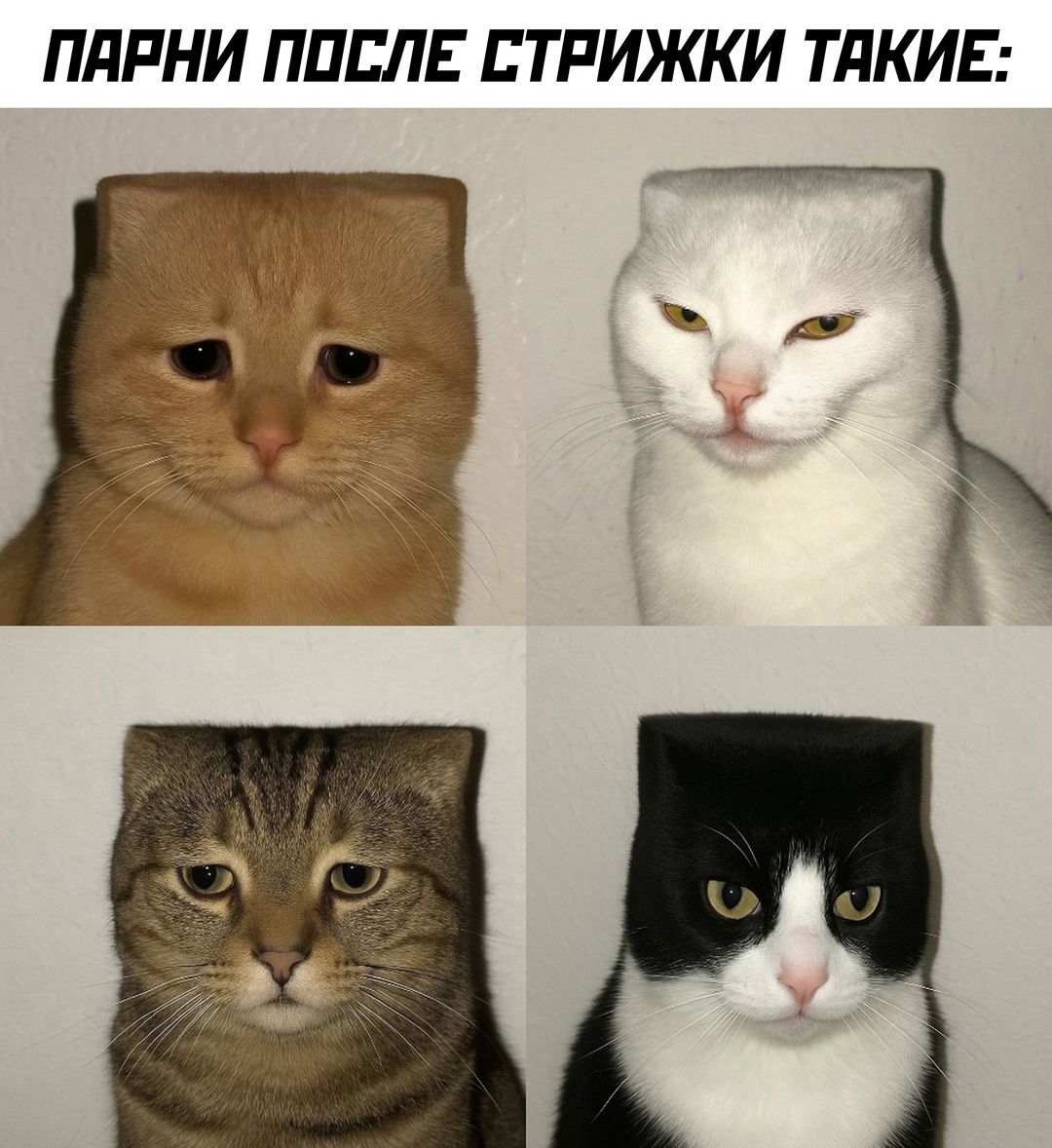 Смешная картинка 1750311306