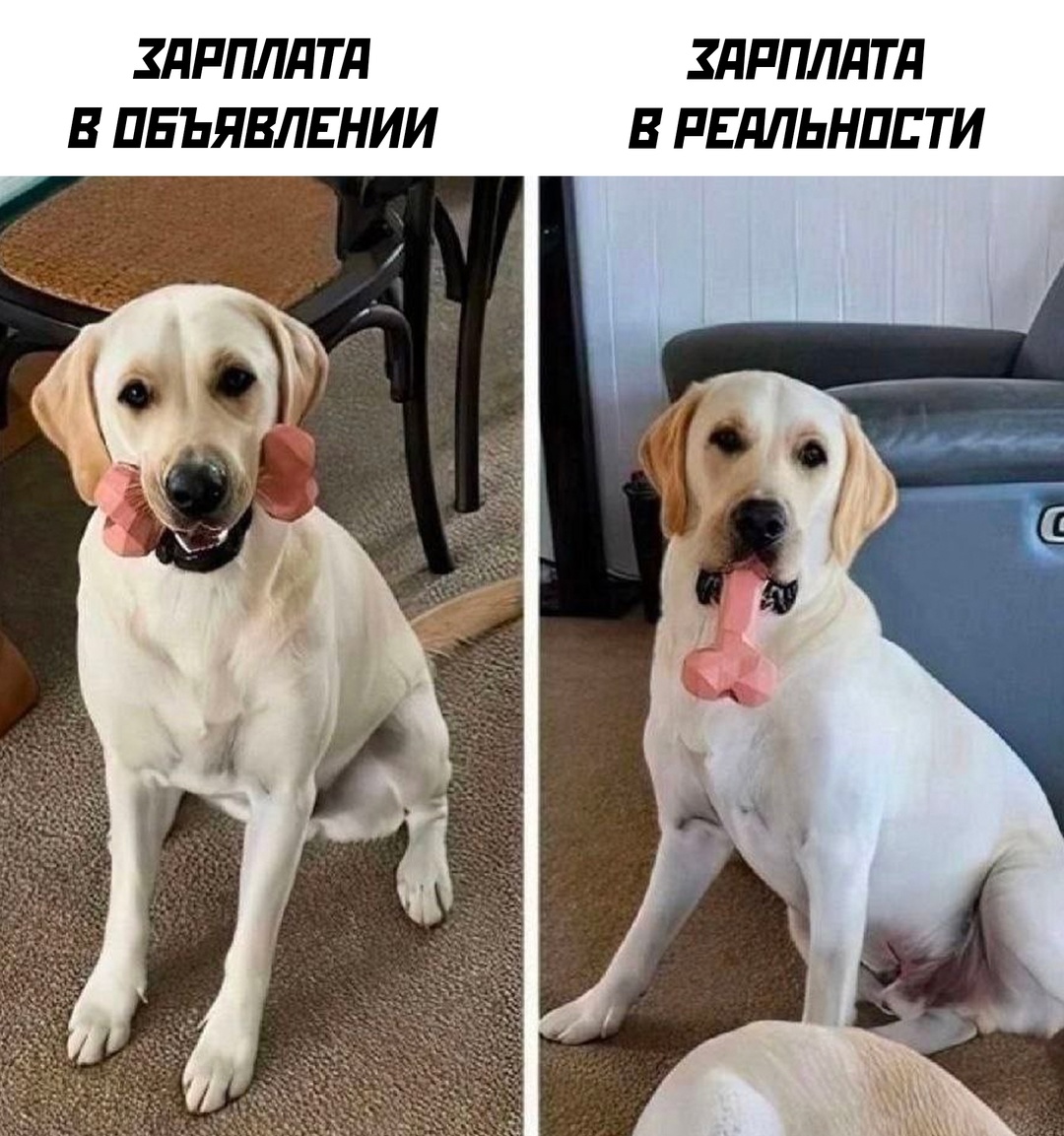 Смешная картинка 1750334264