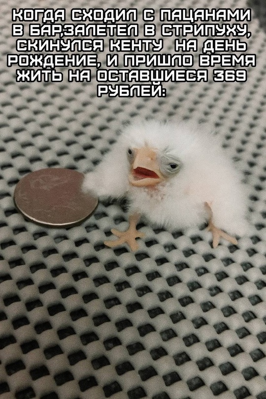 Смешная картинка 1750345980