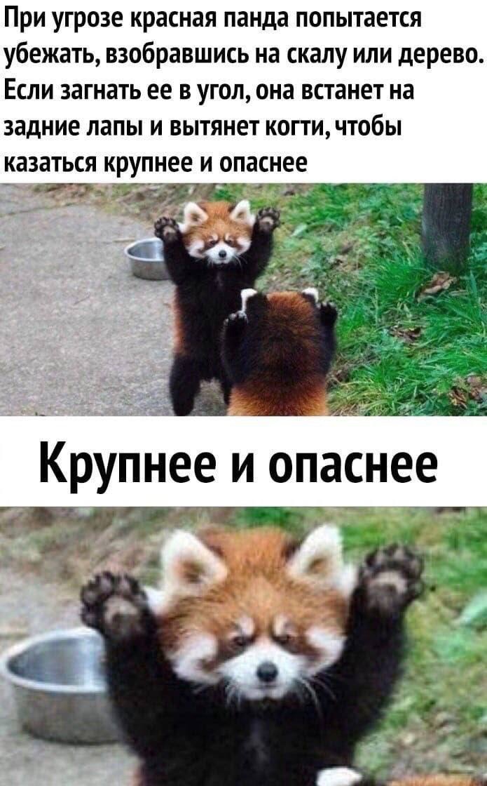 Смешная картинка 1750742220