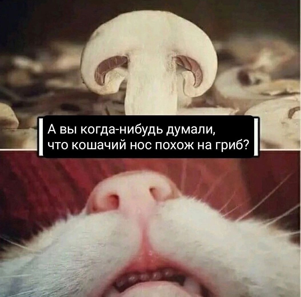 Смешная картинка 1750968530