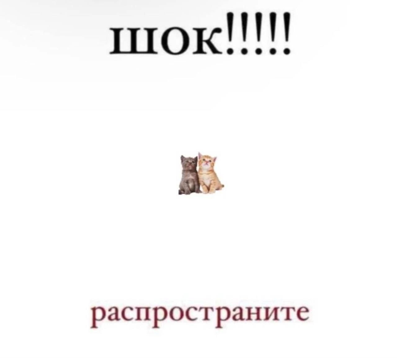 Смешная картинка 1751442833