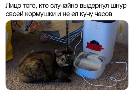 Смешная картинка 1751560500