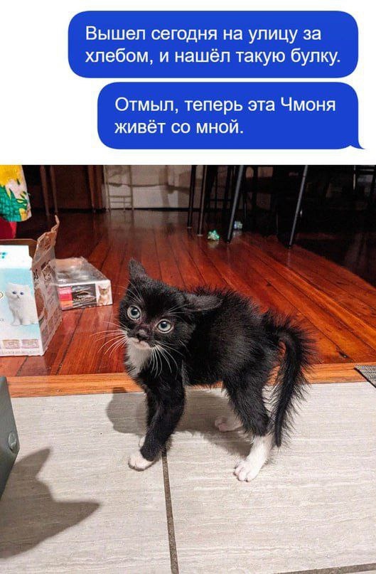 Смешная картинка 1751606700