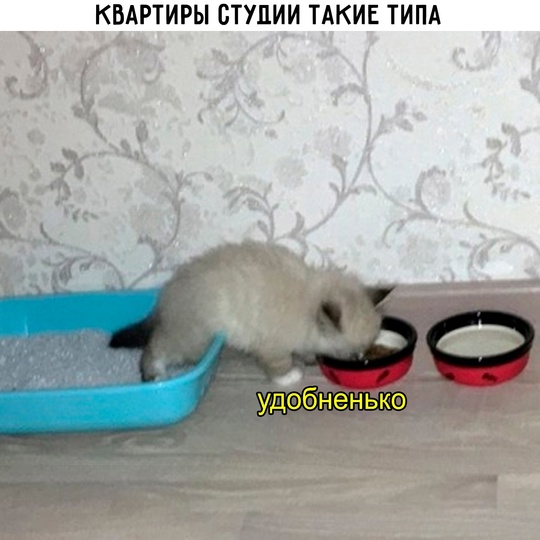 Смешная картинка 1752336180