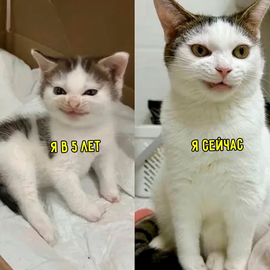 Смешная картинка 1752339780