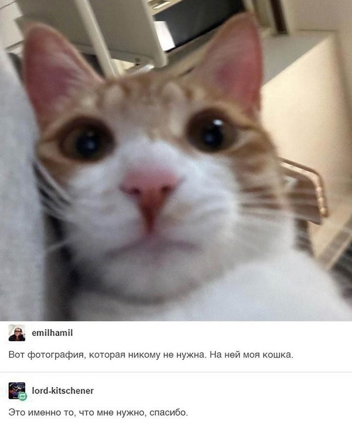 Смешная картинка 1752354427