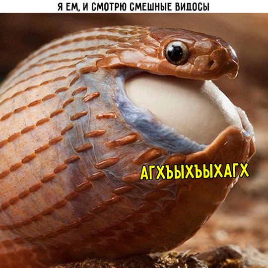 Смешная картинка 1754074980